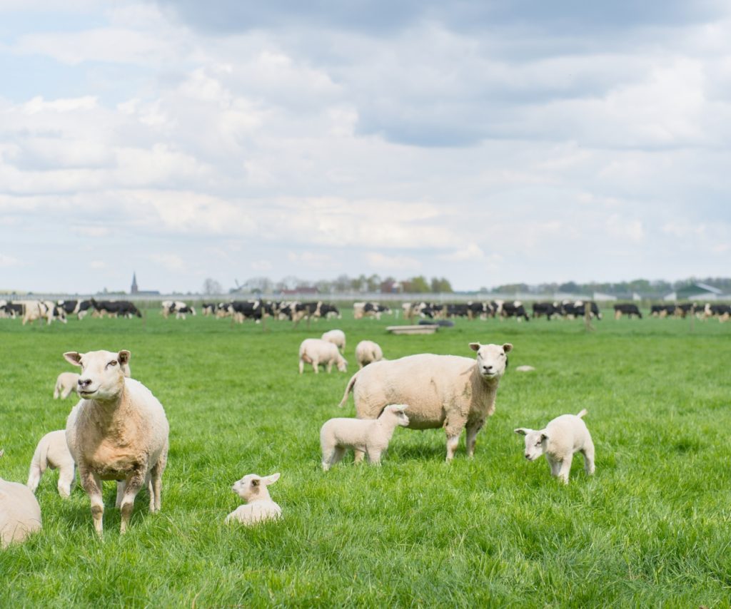 Moutons et vaches