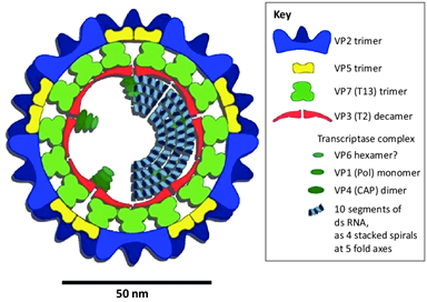 Schematic representation of Bluetongue virus
