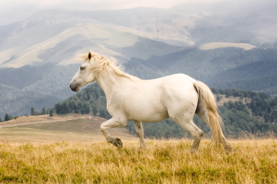 White horse in a field